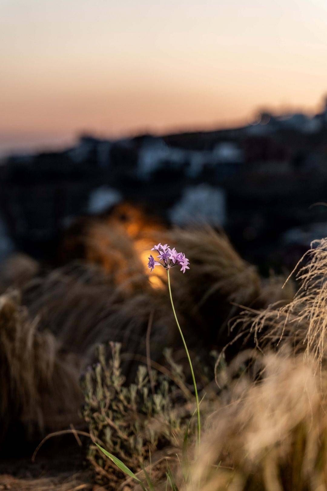 nature greek island tinos